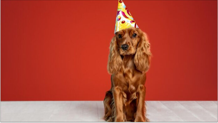 Happy Birthday Wishes For Dog