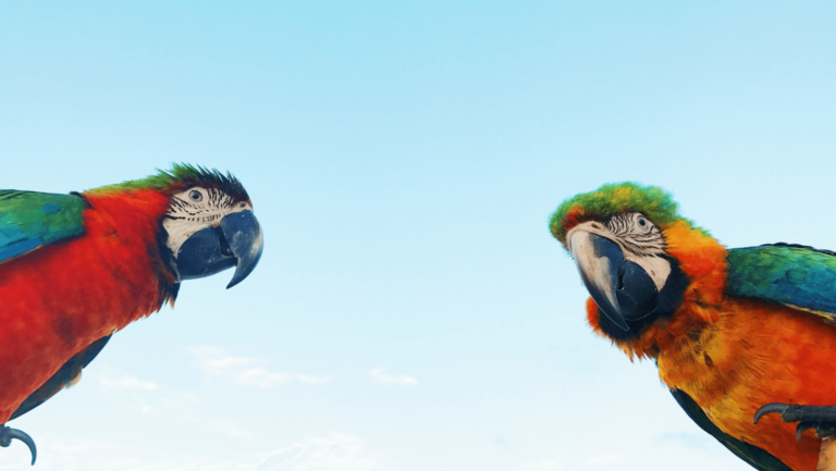 birthday wishes for parrot