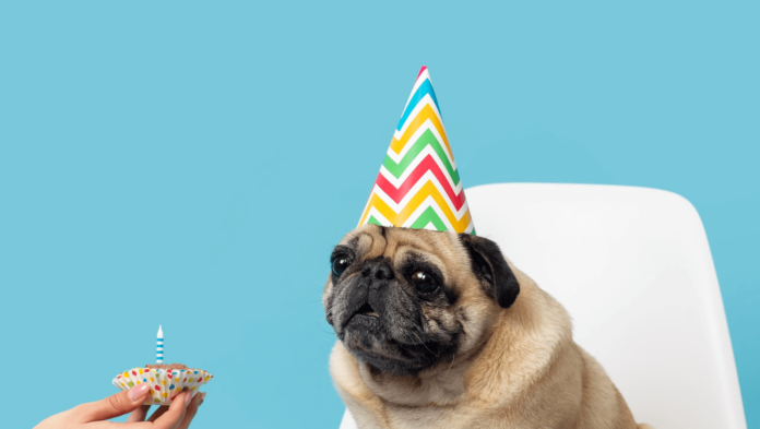 dog birthday instagram captions