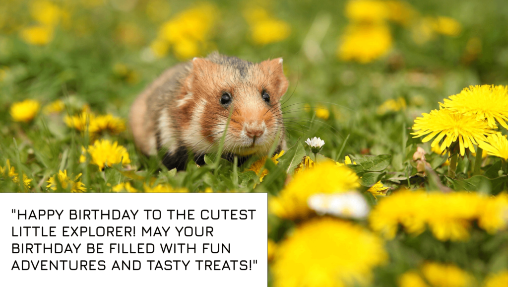 Birthday Quotes for Hamster