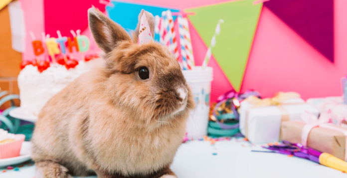 Birthday Wishes for Hamster