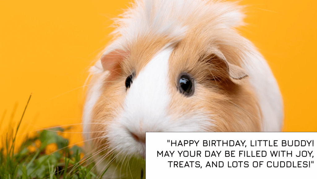 Birthday messages for Hamster