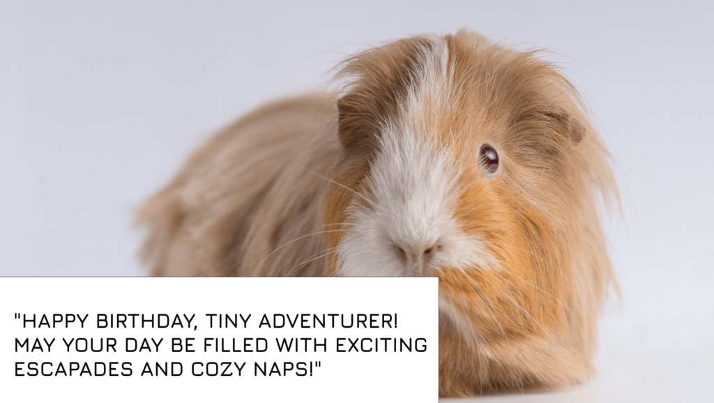 happy Birthday Wishes for Hamster in english