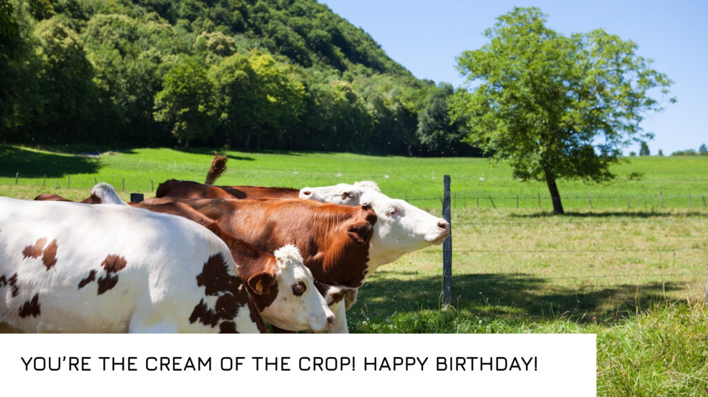 Birthday Wishes for Cow