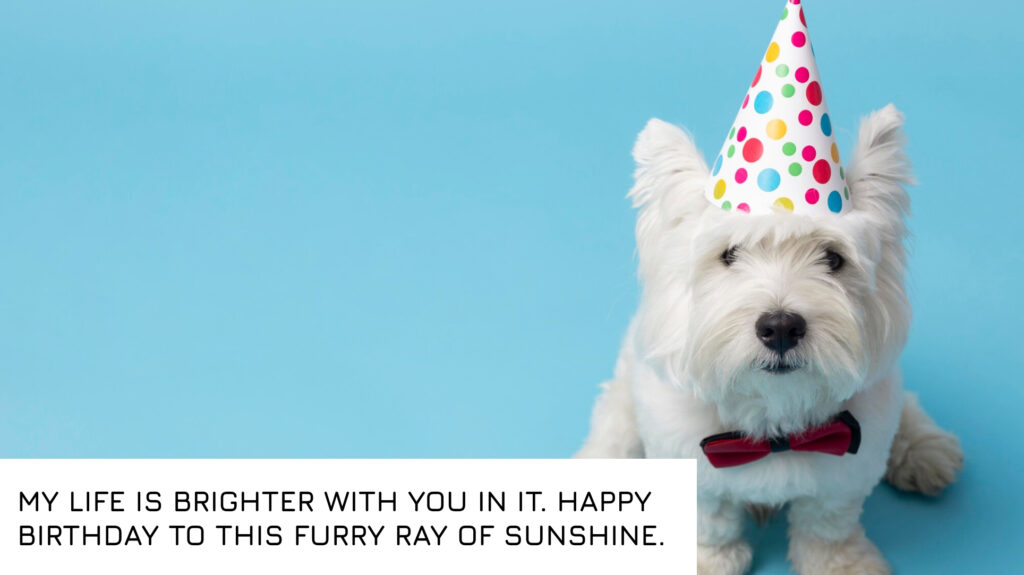Dog Birthday Quotes for Pet Lovers