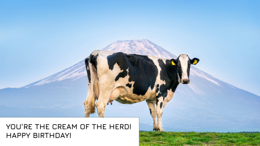 Best Birthday Wishes for Cow
